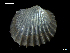  ( - MT07743)  @11 [ ] CreativeCommons - Attribution Non-Commercial Share-Alike (2015) Unspecified Deutsche Zentrum fuer Marine Biodiversitaetsforschung Wilhelmshaven