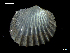  ( - MT07743)  @11 [ ] CreativeCommons - Attribution Non-Commercial Share-Alike (2015) Unspecified Deutsche Zentrum fuer Marine Biodiversitaetsforschung Wilhelmshaven