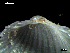  ( - MT07743)  @11 [ ] CreativeCommons - Attribution Non-Commercial Share-Alike (2015) Unspecified Deutsche Zentrum fuer Marine Biodiversitaetsforschung Wilhelmshaven