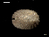  (Emarginula rosea - MT07748)  @12 [ ] CreativeCommons - Attribution Non-Commercial Share-Alike (2015) Unspecified Deutsche Zentrum fuer Marine Biodiversitaetsforschung Wilhelmshaven