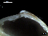  ( - MT07753)  @11 [ ] CreativeCommons - Attribution Non-Commercial Share-Alike (2015) Unspecified Deutsche Zentrum fuer Marine Biodiversitaetsforschung Wilhelmshaven