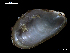  ( - MT07754)  @11 [ ] CreativeCommons - Attribution Non-Commercial Share-Alike (2015) Unspecified Deutsche Zentrum fuer Marine Biodiversitaetsforschung Wilhelmshaven