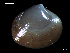 ( - MT07762)  @11 [ ] CreativeCommons - Attribution Non-Commercial Share-Alike (2015) Unspecified Deutsche Zentrum fuer Marine Biodiversitaetsforschung Wilhelmshaven