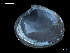  ( - MT07762)  @11 [ ] CreativeCommons - Attribution Non-Commercial Share-Alike (2015) Unspecified Deutsche Zentrum fuer Marine Biodiversitaetsforschung Wilhelmshaven