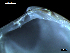  ( - MT07762)  @11 [ ] CreativeCommons - Attribution Non-Commercial Share-Alike (2015) Unspecified Deutsche Zentrum fuer Marine Biodiversitaetsforschung Wilhelmshaven