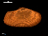  ( - MT09019)  @11 [ ] CreativeCommons - Attribution Non-Commercial Share-Alike (2015) Unspecified Deutsche Zentrum fuer Marine Biodiversitaetsforschung Wilhelmshaven