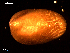  ( - MT09028)  @11 [ ] CreativeCommons - Attribution Non-Commercial Share-Alike (2015) Unspecified Deutsche Zentrum fuer Marine Biodiversitaetsforschung Wilhelmshaven