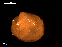  ( - MT09037)  @11 [ ] CreativeCommons - Attribution Non-Commercial Share-Alike (2015) Unspecified Deutsche Zentrum fuer Marine Biodiversitaetsforschung Wilhelmshaven