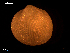  ( - MT09038)  @11 [ ] CreativeCommons - Attribution Non-Commercial Share-Alike (2015) Unspecified Deutsche Zentrum fuer Marine Biodiversitaetsforschung Wilhelmshaven