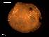  ( - MT09040)  @11 [ ] CreativeCommons - Attribution Non-Commercial Share-Alike (2015) Unspecified Deutsche Zentrum fuer Marine Biodiversitaetsforschung Wilhelmshaven