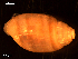  ( - MT09226)  @11 [ ] CreativeCommons - Attribution Non-Commercial Share-Alike (2015) Unspecified Deutsche Zentrum fuer Marine Biodiversitaetsforschung Wilhelmshaven