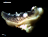  ( - MT09662)  @13 [ ] CreativeCommons - Attribution Non-Commercial Share-Alike (2015) Unspecified Deutsche Zentrum fuer Marine Biodiversitaetsforschung Wilhelmshaven