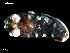  (Duvaucelia - MT09663)  @14 [ ] CreativeCommons - Attribution Non-Commercial Share-Alike (2015) Unspecified Deutsche Zentrum fuer Marine Biodiversitaetsforschung Wilhelmshaven