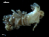  ( - MT09669)  @14 [ ] CreativeCommons - Attribution Non-Commercial Share-Alike (2015) Unspecified Deutsche Zentrum fuer Marine Biodiversitaetsforschung Wilhelmshaven