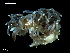  ( - MT09670)  @14 [ ] CreativeCommons - Attribution Non-Commercial Share-Alike (2015) Unspecified Deutsche Zentrum fuer Marine Biodiversitaetsforschung Wilhelmshaven