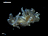  ( - MT09671)  @14 [ ] CreativeCommons - Attribution Non-Commercial Share-Alike (2015) Unspecified Deutsche Zentrum fuer Marine Biodiversitaetsforschung Wilhelmshaven