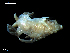  ( - MT09672)  @14 [ ] CreativeCommons - Attribution Non-Commercial Share-Alike (2015) Unspecified Deutsche Zentrum fuer Marine Biodiversitaetsforschung Wilhelmshaven