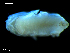  ( - MT09675)  @13 [ ] CreativeCommons - Attribution Non-Commercial Share-Alike (2015) Unspecified Deutsche Zentrum fuer Marine Biodiversitaetsforschung Wilhelmshaven