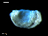  ( - MT09677)  @13 [ ] CreativeCommons - Attribution Non-Commercial Share-Alike (2015) Unspecified Deutsche Zentrum fuer Marine Biodiversitaetsforschung Wilhelmshaven