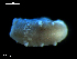  ( - MT09678)  @12 [ ] CreativeCommons - Attribution Non-Commercial Share-Alike (2015) Unspecified Deutsche Zentrum fuer Marine Biodiversitaetsforschung Wilhelmshaven
