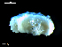  ( - MT09678)  @13 [ ] CreativeCommons - Attribution Non-Commercial Share-Alike (2015) Unspecified Deutsche Zentrum fuer Marine Biodiversitaetsforschung Wilhelmshaven