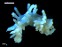  (Edmundsella pedata - MT09679)  @14 [ ] CreativeCommons - Attribution Non-Commercial Share-Alike (2015) Unspecified Deutsche Zentrum fuer Marine Biodiversitaetsforschung Wilhelmshaven