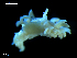  ( - MT09680)  @13 [ ] CreativeCommons - Attribution Non-Commercial Share-Alike (2015) Unspecified Deutsche Zentrum fuer Marine Biodiversitaetsforschung Wilhelmshaven