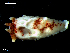  (Eubranchidae - MT09686)  @14 [ ] CreativeCommons - Attribution Non-Commercial Share-Alike (2015) Unspecified Deutsche Zentrum fuer Marine Biodiversitaetsforschung Wilhelmshaven