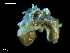  ( - MT09694)  @14 [ ] CreativeCommons - Attribution Non-Commercial Share-Alike (2015) Unspecified Deutsche Zentrum fuer Marine Biodiversitaetsforschung Wilhelmshaven