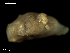  (Goniodoris sp - MT09698)  @11 [ ] CreativeCommons - Attribution Non-Commercial Share-Alike (2015) Unspecified Deutsche Zentrum fuer Marine Biodiversitaetsforschung Wilhelmshaven