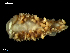  (Gulenia borealis - MT09704)  @14 [ ] CreativeCommons - Attribution Non-Commercial Share-Alike (2015) Unspecified Deutsche Zentrum fuer Marine Biodiversitaetsforschung Wilhelmshaven