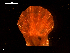  ( - MT09049)  @11 [ ] CreativeCommons - Attribution Non-Commercial Share-Alike (2015) Unspecified Deutsche Zentrum fuer Marine Biodiversitaetsforschung Wilhelmshaven