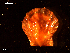  ( - MT09050)  @11 [ ] CreativeCommons - Attribution Non-Commercial Share-Alike (2015) Unspecified Deutsche Zentrum fuer Marine Biodiversitaetsforschung Wilhelmshaven