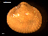  ( - MT09067)  @11 [ ] CreativeCommons - Attribution Non-Commercial Share-Alike (2015) Unspecified Deutsche Zentrum fuer Marine Biodiversitaetsforschung Wilhelmshaven