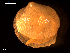  ( - MT09068)  @11 [ ] CreativeCommons - Attribution Non-Commercial Share-Alike (2015) Unspecified Deutsche Zentrum fuer Marine Biodiversitaetsforschung Wilhelmshaven