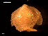  ( - MT09069)  @11 [ ] CreativeCommons - Attribution Non-Commercial Share-Alike (2015) Unspecified Deutsche Zentrum fuer Marine Biodiversitaetsforschung Wilhelmshaven