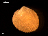  ( - MT09072)  @11 [ ] CreativeCommons - Attribution Non-Commercial Share-Alike (2015) Unspecified Deutsche Zentrum fuer Marine Biodiversitaetsforschung Wilhelmshaven