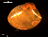  ( - MT09088)  @11 [ ] CreativeCommons - Attribution Non-Commercial Share-Alike (2015) Unspecified Deutsche Zentrum fuer Marine Biodiversitaetsforschung Wilhelmshaven