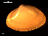  ( - MT09102)  @11 [ ] CreativeCommons - Attribution Non-Commercial Share-Alike (2015) Unspecified Deutsche Zentrum fuer Marine Biodiversitaetsforschung Wilhelmshaven