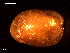  ( - MT09124)  @11 [ ] CreativeCommons - Attribution Non-Commercial Share-Alike (2015) Unspecified Deutsche Zentrum fuer Marine Biodiversitaetsforschung Wilhelmshaven