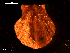  ( - MT09135)  @11 [ ] CreativeCommons - Attribution Non-Commercial Share-Alike (2015) Unspecified Deutsche Zentrum fuer Marine Biodiversitaetsforschung Wilhelmshaven