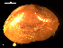  ( - MT09144)  @11 [ ] CreativeCommons - Attribution Non-Commercial Share-Alike (2015) Unspecified Deutsche Zentrum fuer Marine Biodiversitaetsforschung Wilhelmshaven