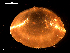  ( - MT09145)  @11 [ ] CreativeCommons - Attribution Non-Commercial Share-Alike (2015) Unspecified Deutsche Zentrum fuer Marine Biodiversitaetsforschung Wilhelmshaven