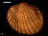  ( - MT09148)  @11 [ ] CreativeCommons - Attribution Non-Commercial Share-Alike (2015) Unspecified Deutsche Zentrum fuer Marine Biodiversitaetsforschung Wilhelmshaven