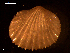  ( - MT09149)  @11 [ ] CreativeCommons - Attribution Non-Commercial Share-Alike (2015) Unspecified Deutsche Zentrum fuer Marine Biodiversitaetsforschung Wilhelmshaven
