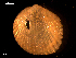  ( - MT09153)  @11 [ ] CreativeCommons - Attribution Non-Commercial Share-Alike (2015) Unspecified Deutsche Zentrum fuer Marine Biodiversitaetsforschung Wilhelmshaven