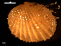  ( - MT09156)  @11 [ ] CreativeCommons - Attribution Non-Commercial Share-Alike (2015) Unspecified Deutsche Zentrum fuer Marine Biodiversitaetsforschung Wilhelmshaven