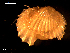  ( - MT09157)  @11 [ ] CreativeCommons - Attribution Non-Commercial Share-Alike (2015) Unspecified Deutsche Zentrum fuer Marine Biodiversitaetsforschung Wilhelmshaven