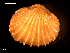  ( - MT09169)  @11 [ ] CreativeCommons - Attribution Non-Commercial Share-Alike (2015) Unspecified Deutsche Zentrum fuer Marine Biodiversitaetsforschung Wilhelmshaven