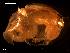  ( - MT09178)  @11 [ ] CreativeCommons - Attribution Non-Commercial Share-Alike (2015) Unspecified Deutsche Zentrum fuer Marine Biodiversitaetsforschung Wilhelmshaven